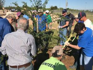 Rotarians in Action - Planting trees with Mayor
